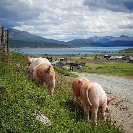 팜스테이 Brimi Seter