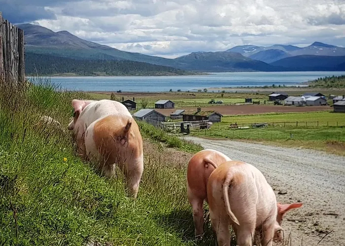 Lantgård Brimi Seter